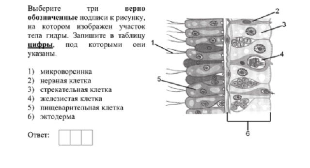 Блэк сайт bs onion info